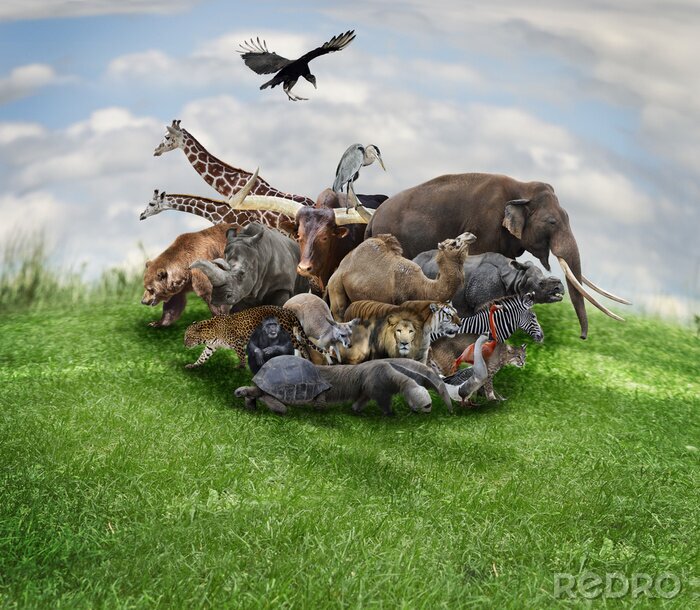 Canvas Dieren Concept