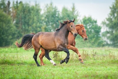 Dieren in galop op de open vlakte