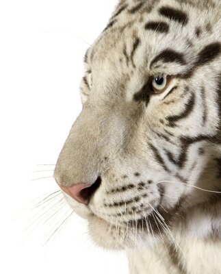 Dierlijk tijgerportret