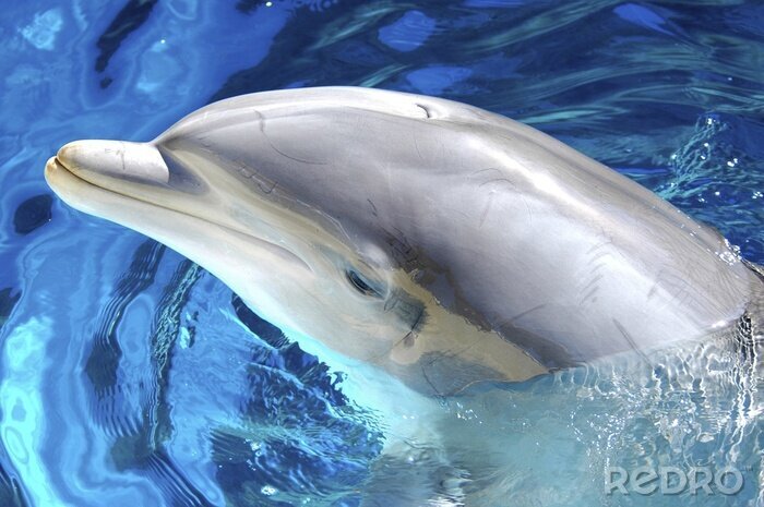 Canvas dolfijn
