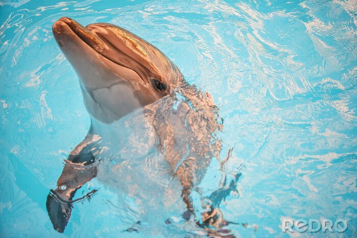 Canvas Dolfijn in het bekken van oceanarium