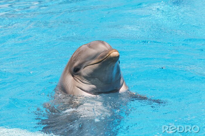 Canvas Dolfijn lachend in het water