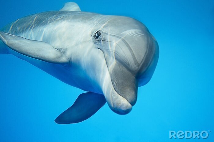 Canvas Dolfijn onder water