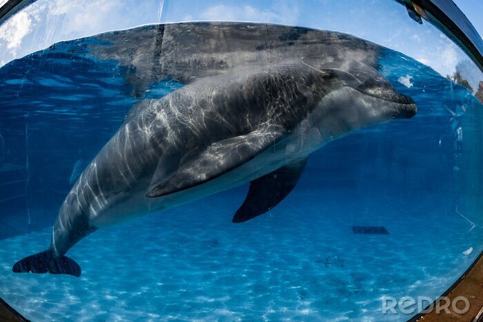 Canvas dolfijn portret op zoek naar jou uit aquarium