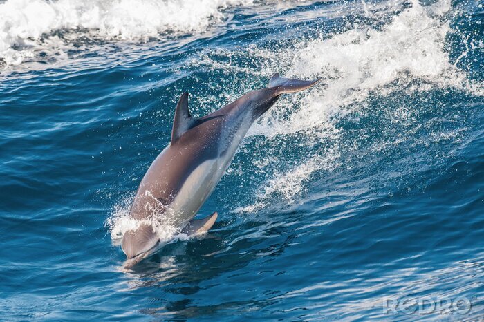 Canvas Dolfijn springen uit het water