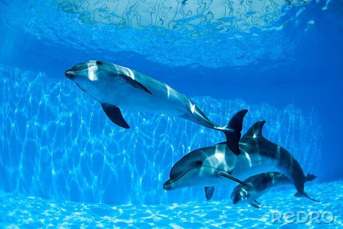 Canvas Dolfijnen