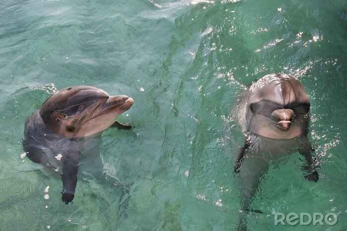 Canvas dolfijnen
