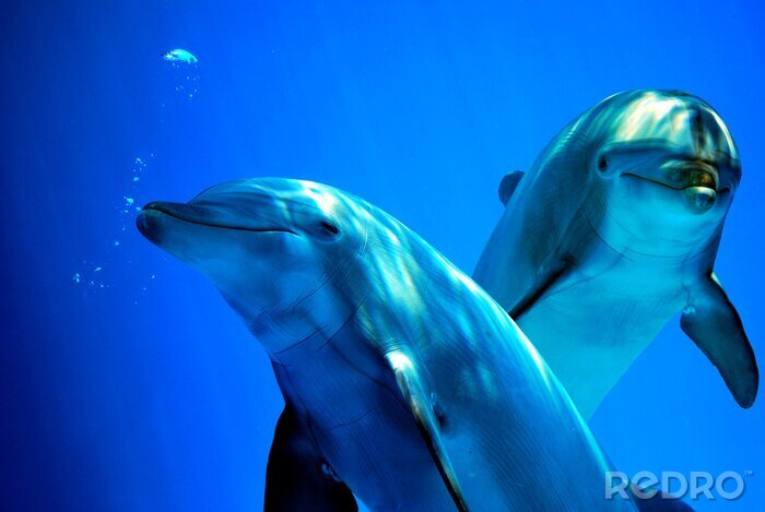 Canvas Dolfijnen onder water