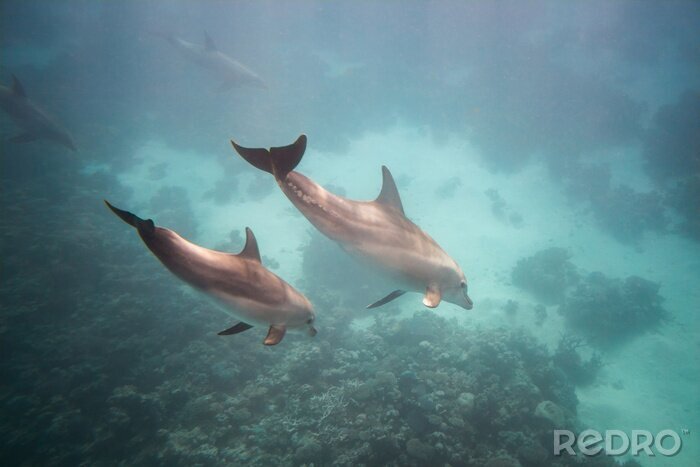 Canvas Dolphin onderwater