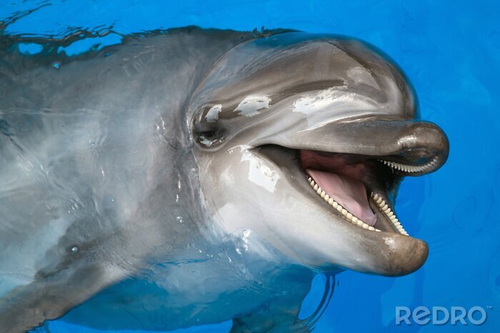 Canvas Dolphin opzoeken