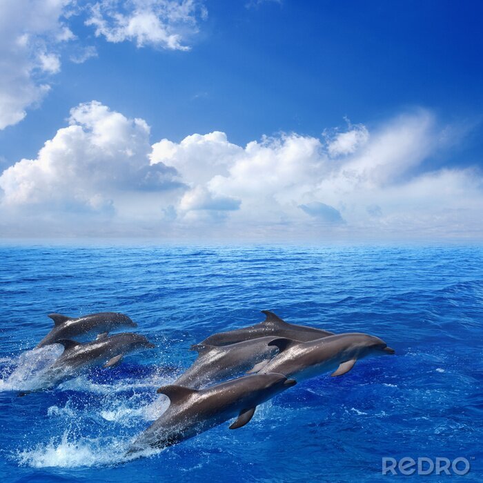 Canvas Dolphin springen