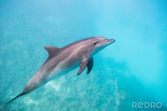Canvas Dolphin under water
