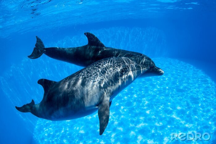 Canvas Dolphins couple swims under the water