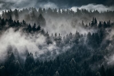 Donker bos achter de wolken
