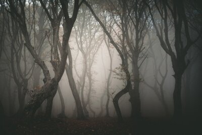 Canvas Donker bos in de mist