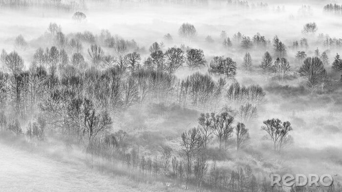 Canvas donker bos in de mist