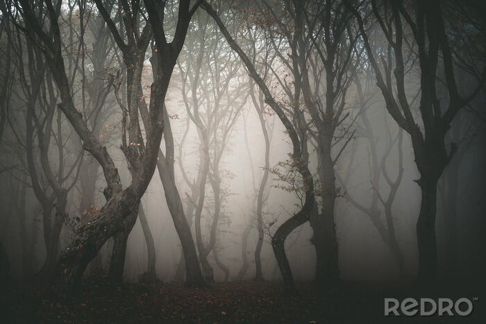 Canvas Donker bos in de mist