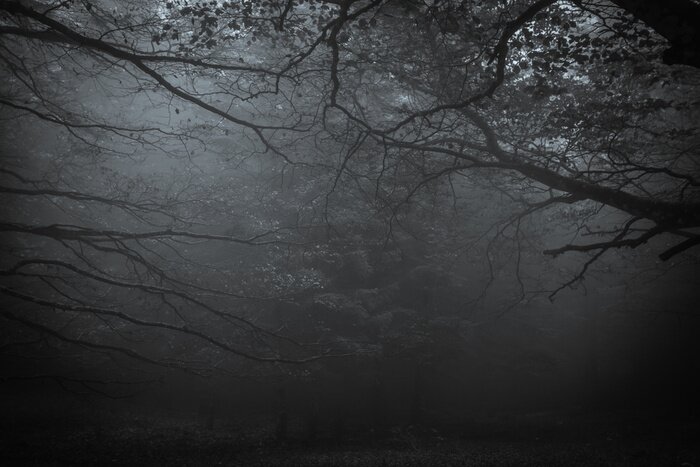 Canvas Donker bos in mist