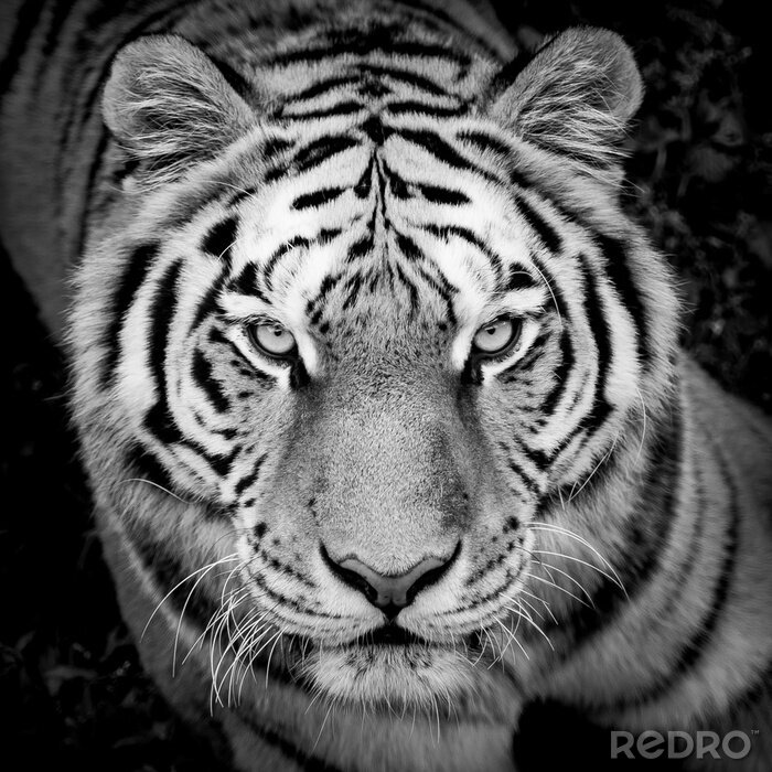 Canvas Donker detail met tijger
