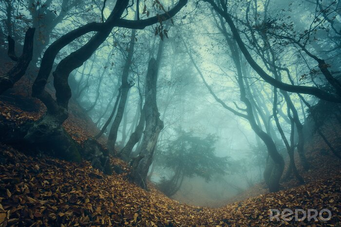 Canvas Donker herfstbos