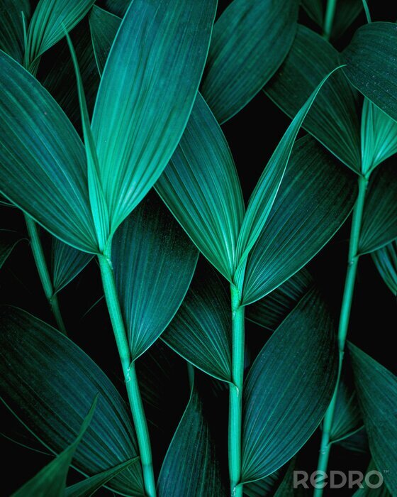 Canvas Donkere bladeren van tropische planten