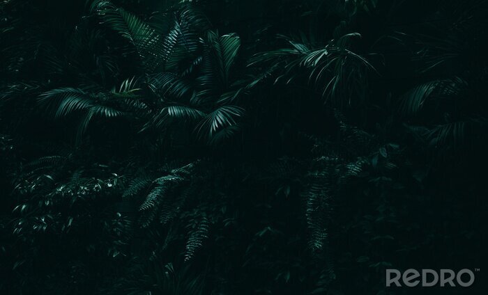 Canvas Donkere jungle met tropische bladeren