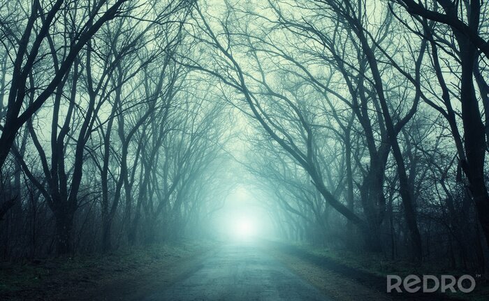 Canvas Donkere tunnel in het bos