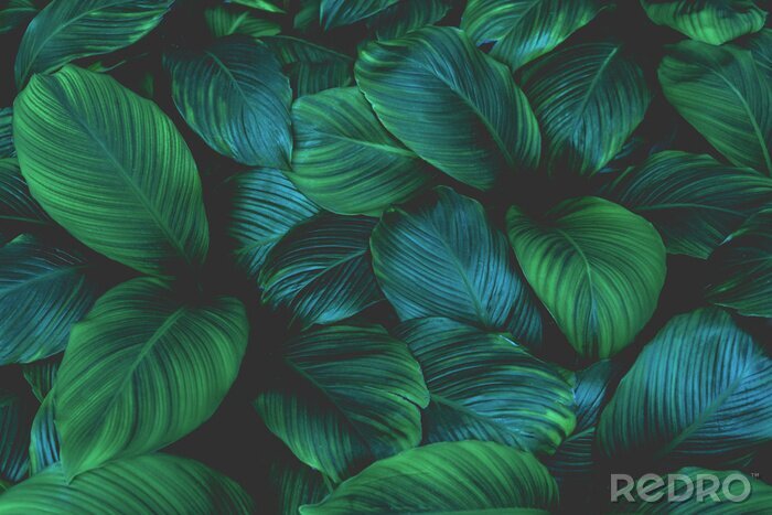 Canvas Donkergekleurde exotische bladeren