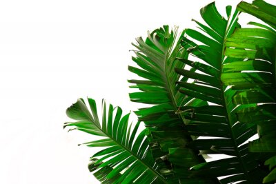 Sticker Donkergroene bananenbladeren op een witte achtergrond, botanisch patroon