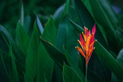 Canvas Donkergroene bladeren en exotische oranje bloemen