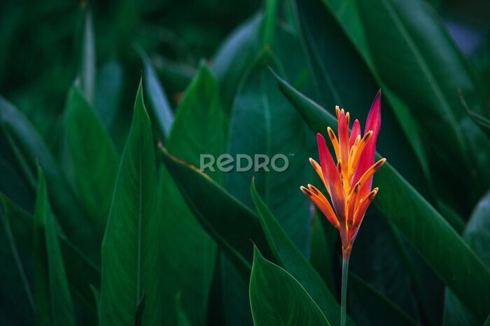 Canvas Donkergroene bladeren en exotische oranje bloemen