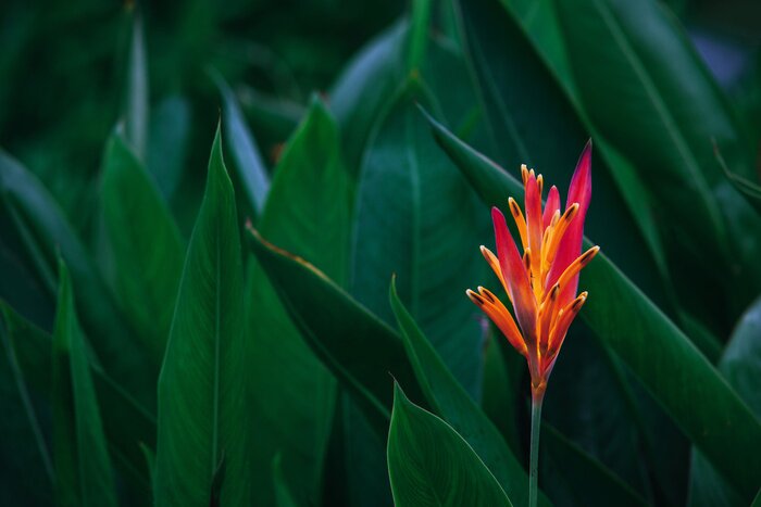 Canvas Donkergroene bladeren en exotische oranje bloemen