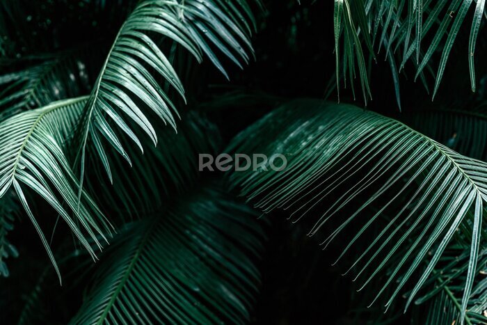 Canvas Donkergroene palmbladeren in een tropisch woud