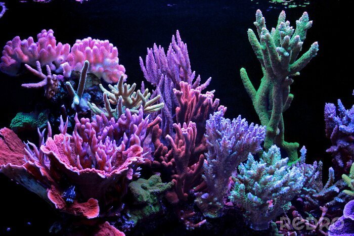 Canvas Dream koraalrif aquariumtank
