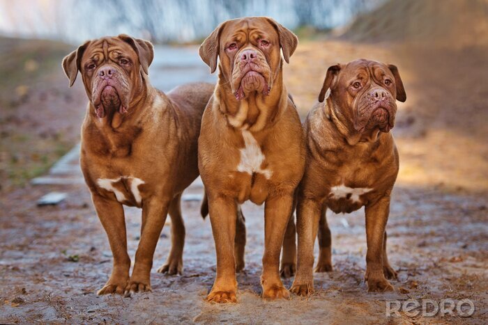 Canvas Drie honden