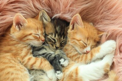 Canvas Drie kittens slapen op een deken