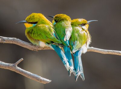 Drie knuffelende vogeltjes