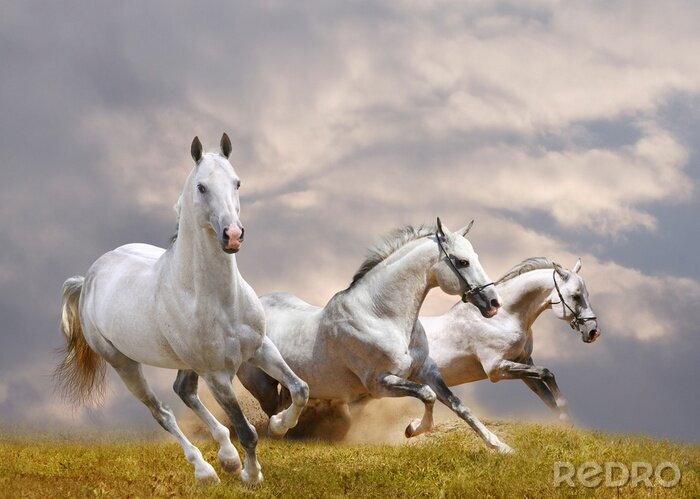 Canvas Drie paarden op een open plek