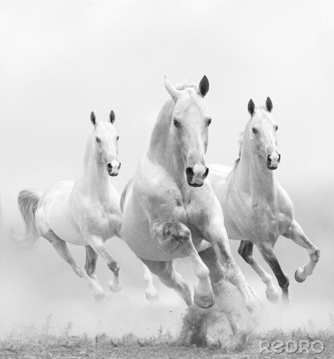 Canvas Drie witte paarden in galop