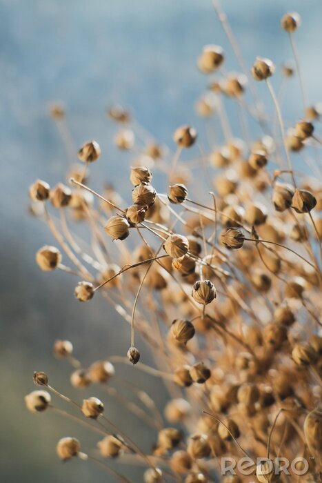 Canvas Dried flax close-up view. Sadness, autumn melancholy, depression, mourn, grief concept