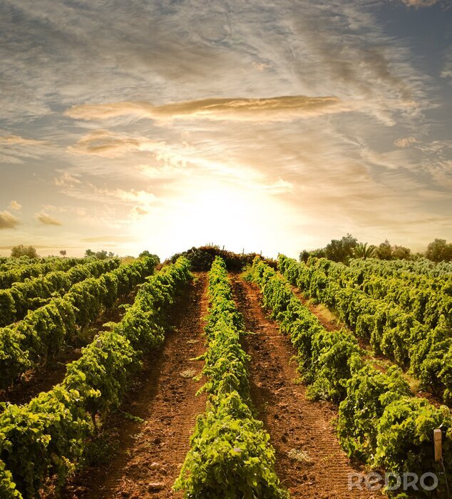 Canvas Druivenveld tegen een achtergrond van zonsondergang