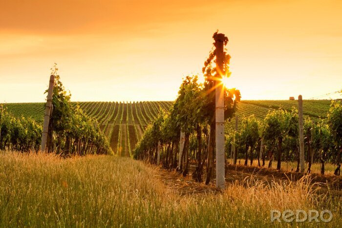Canvas Druivenvelden en zonsondergang