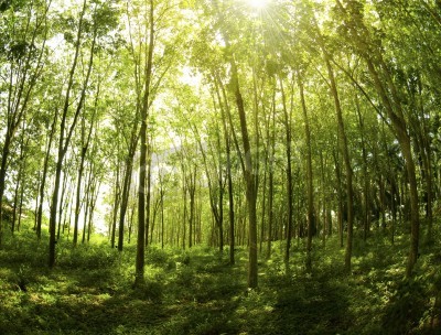 Canvas Dunne bomen in de jungle