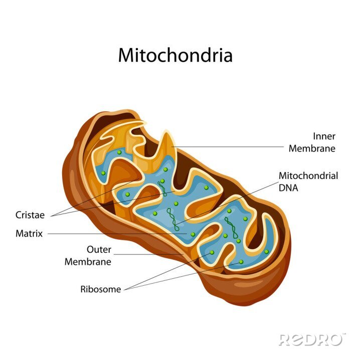 Canvas Education Chart of Biology for Mitochondria Diagram