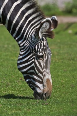 Een Afrikaanse dankbaar zebra kust de moeder aarde. Wild mooie hoefdier toont zijn natuurlijke huid patroon. Het hoofd van de gestreepte Afrikaanse paard.