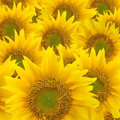 Een arm vol zonnige bloemen