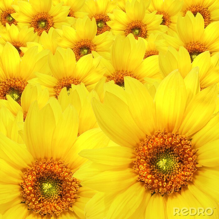 Canvas Een armvol gele zonnebloemen