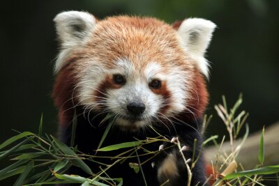 Canvas Een baby rode panda