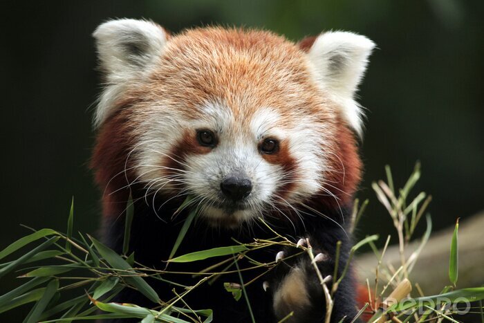 Canvas Een baby rode panda