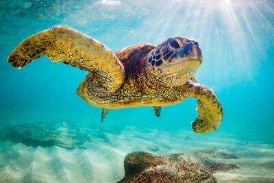 Canvas Een bedreigde Hawaiian Green Sea Turtle cruises in het warme water van de Stille Oceaan in Hawaï.